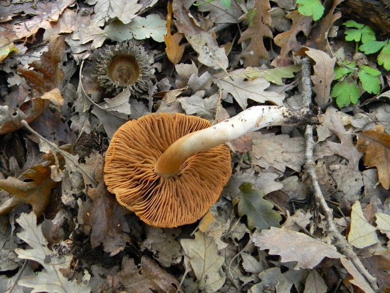 26) Fotogr. il 16.11.2012. sotto Quercia