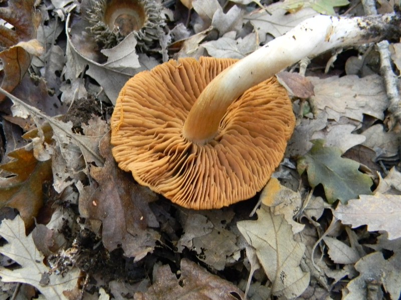 26) Fotogr. il 16.11.2012. sotto Quercia