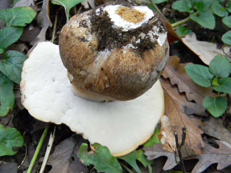 18) Fotogr.il 26.09.2014.sotto Quercia