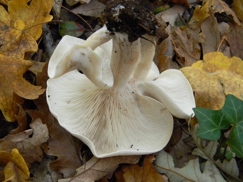 28) Fotogr. il 16.11.2012. sotto Quercia