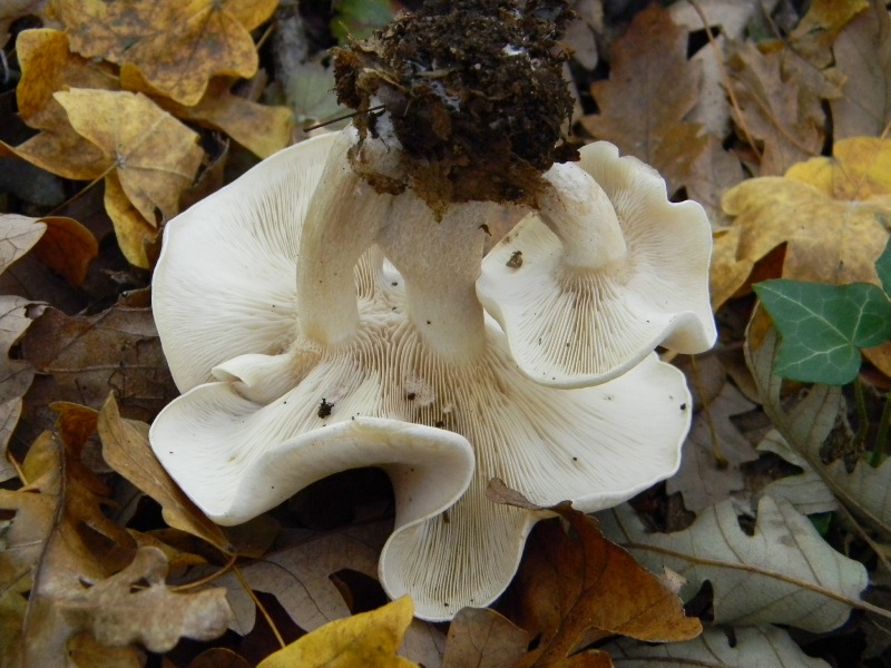 28) Fotogr. il 16.11.2012. sotto Quercia