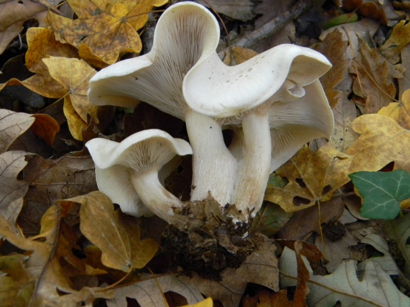 28) Fotogr. il 16.11.2012. sotto Quercia