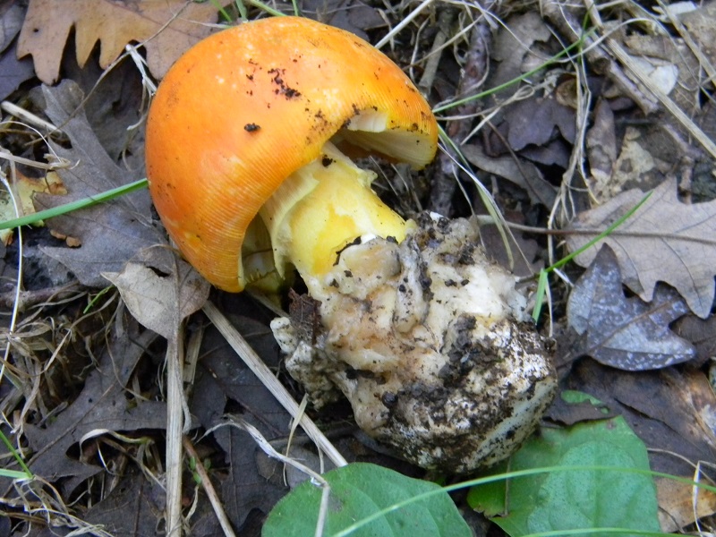 19) Fotogr.il 26.09.2014. sotto Quercia