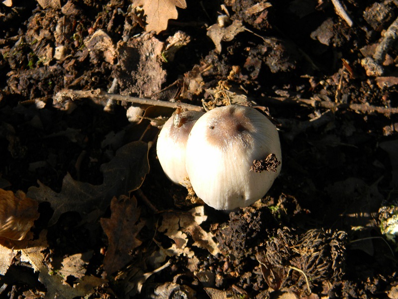 9) Fotogr.il 26.09.2014.sotto Quercia