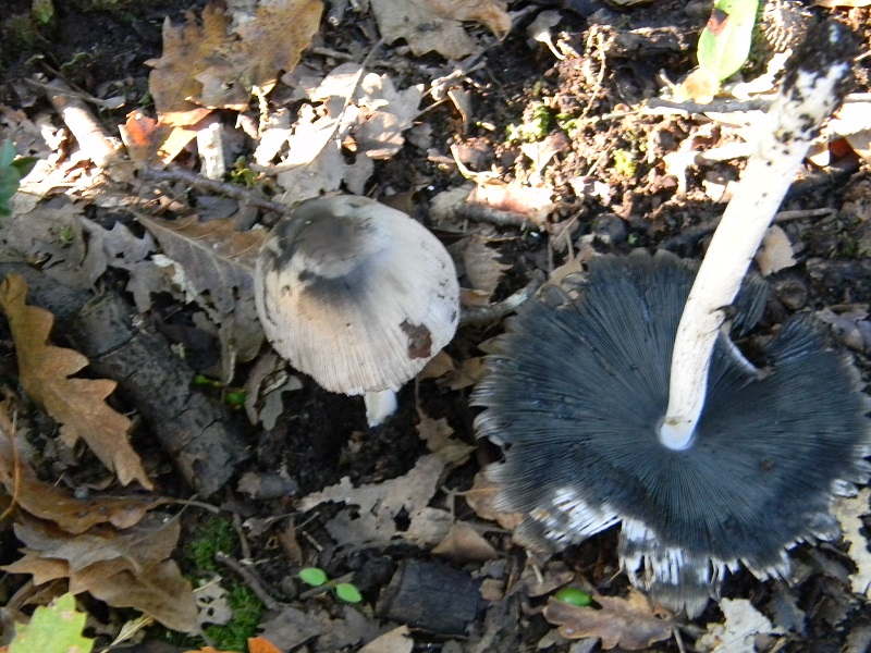 9) Fotogr.il 26.09.2014.sotto Quercia