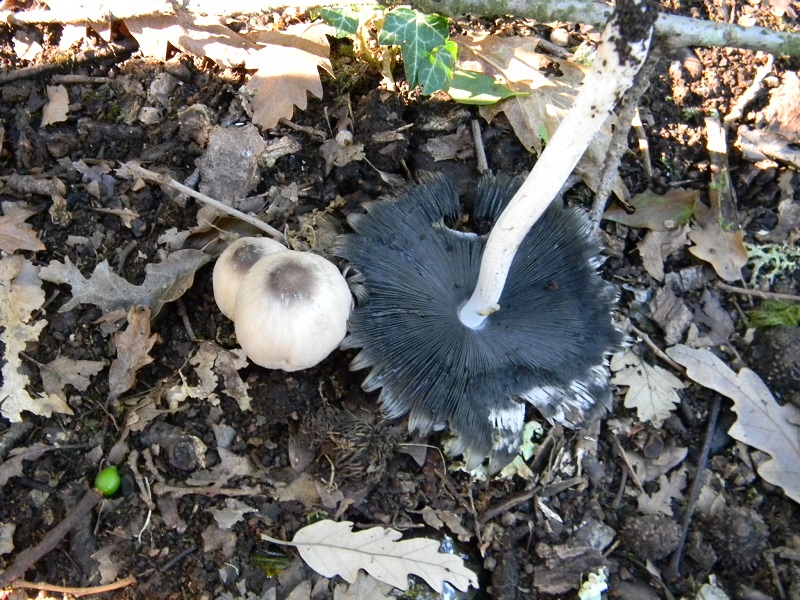 9) Fotogr.il 26.09.2014.sotto Quercia