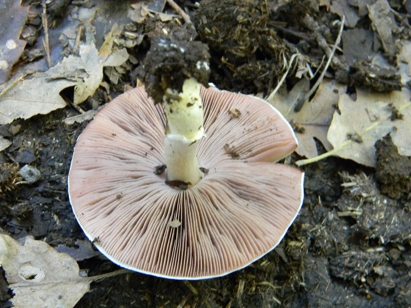 11) Fotogr.il 26.09.2014.sotto Quercia