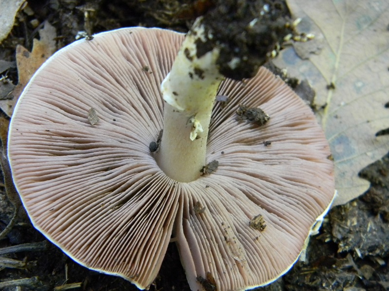 11) Fotogr.il 26.09.2014.sotto Quercia