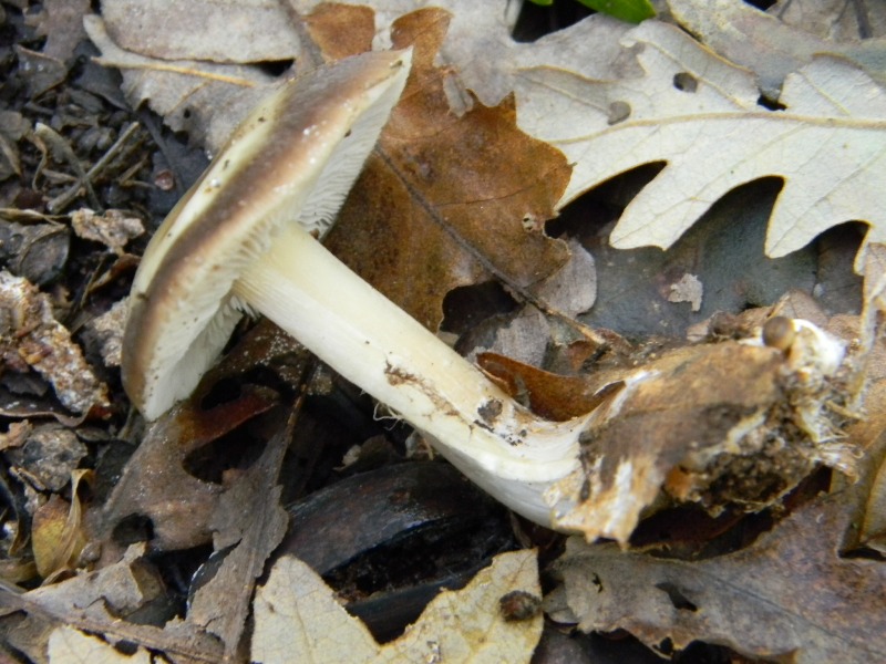 27) Fotogr. il 16.11.2012. sotto Quercia