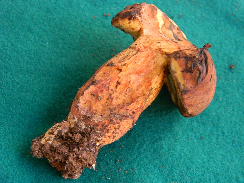 17) Fotogr.il 26.09.2014.sotto Quercia