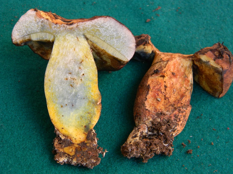 17) Fotogr.il 26.09.2014.sotto Quercia