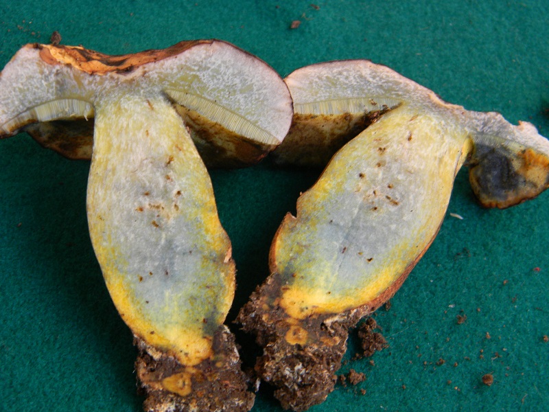 17) Fotogr.il 26.09.2014.sotto Quercia