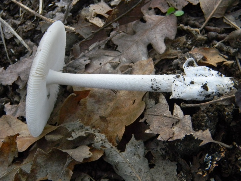 1) Fotogr.il 30.09.2014.sotto Quercia