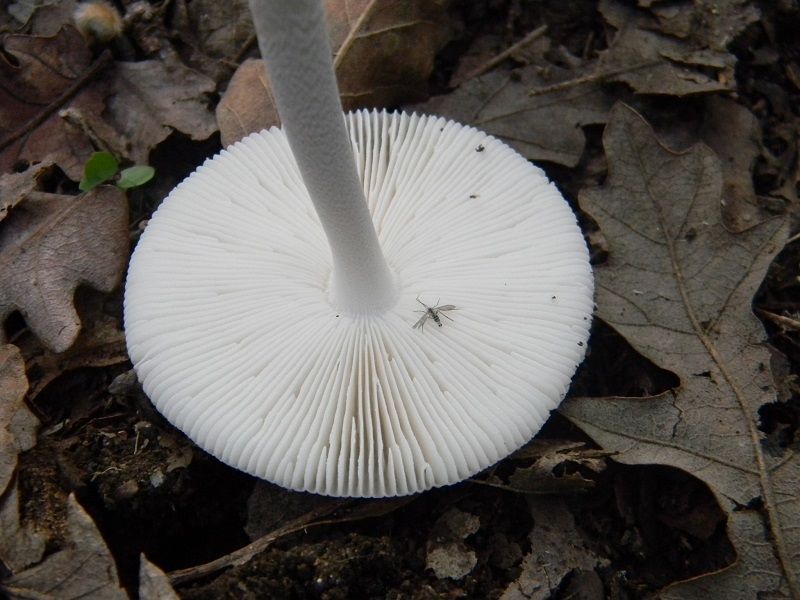 1) Fotogr.il 30.09.2014.sotto Quercia