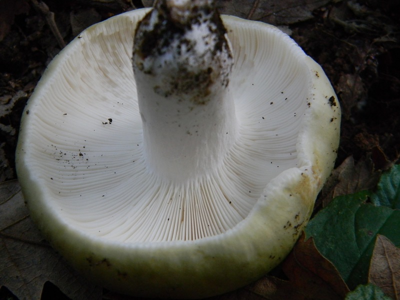 3) Fotogr.il 30.09.2014.sotto Quercia