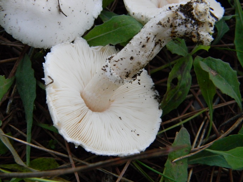 6) Fotogr. il 17.11.2012. sotto pineta marina con Leccio