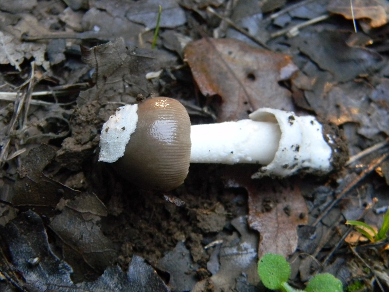 2) Fotogr.il 30.09.2014.stto Quercia