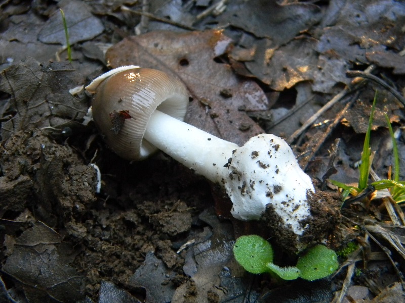 2) Fotogr.il 30.09.2014.stto Quercia