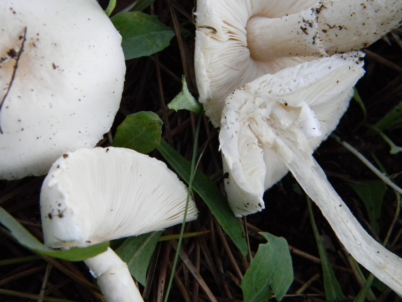 6) Fotogr. il 17.11.2012. sotto pineta marina con Leccio