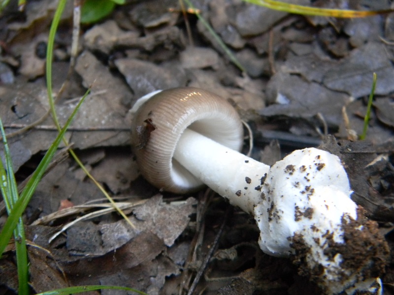 2) Fotogr.il 30.09.2014.stto Quercia