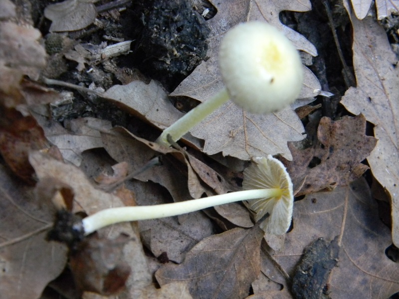 7) Fotogr.il 30.09.2014.sotto Quercia legnicolo