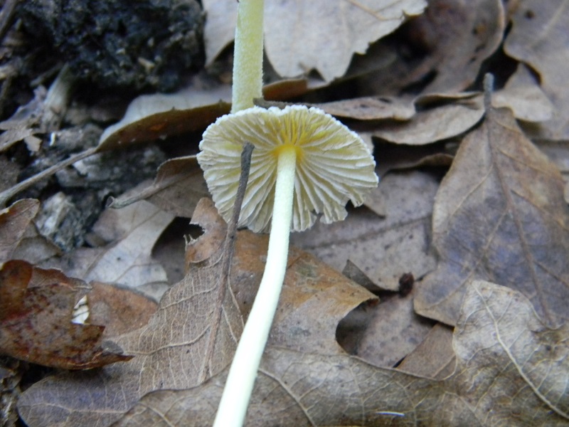 7) Fotogr.il 30.09.2014.sotto Quercia legnicolo