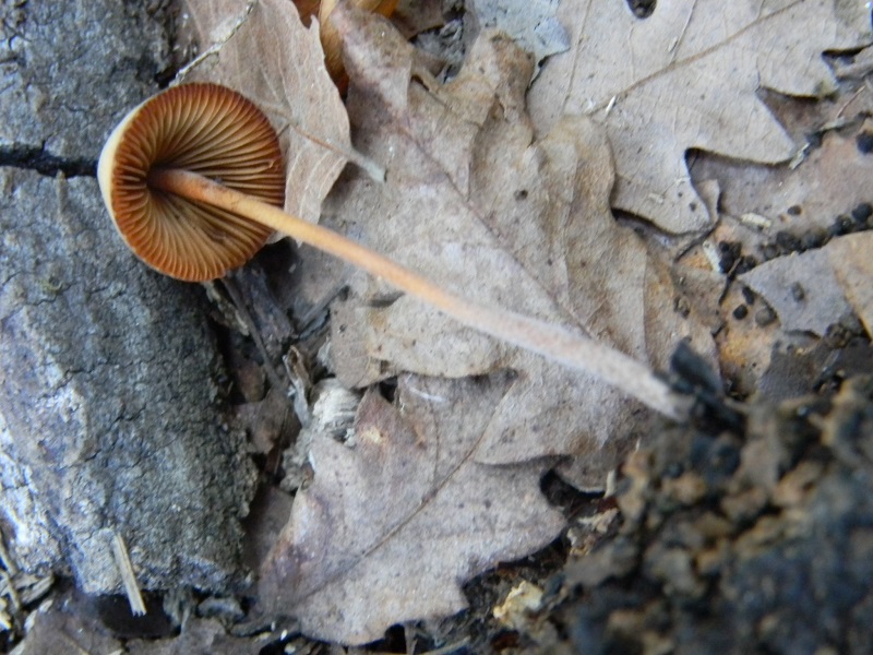 8) Fotogr.il 30.09.2014.sotto Quercia legnicolo