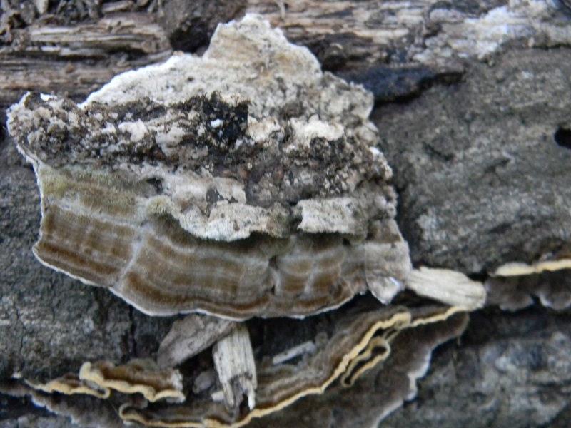 5) Fotogr. il 30.09.2014.sotto Quercia legnicolo