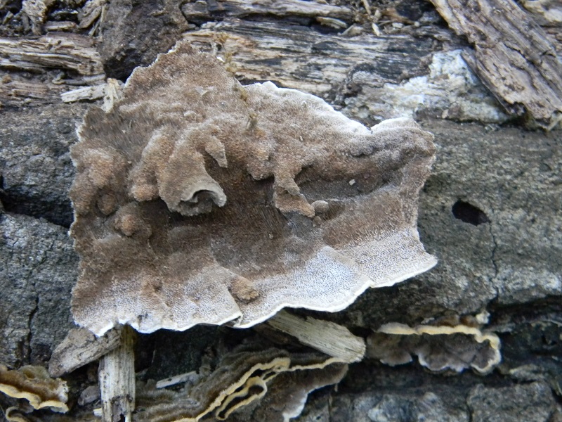 5) Fotogr. il 30.09.2014.sotto Quercia legnicolo
