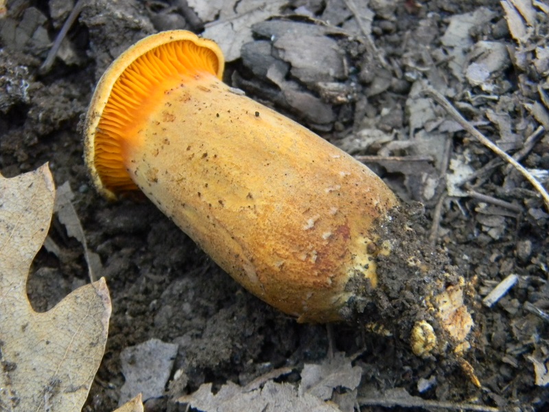 4) Fotogr.il 30.09.2014.sotto Quercia legnicolo