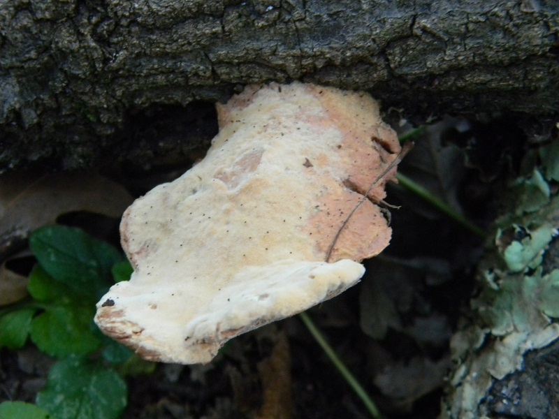 6) Fotogr. il 30.09.2014.sotto Quercia legnicolo