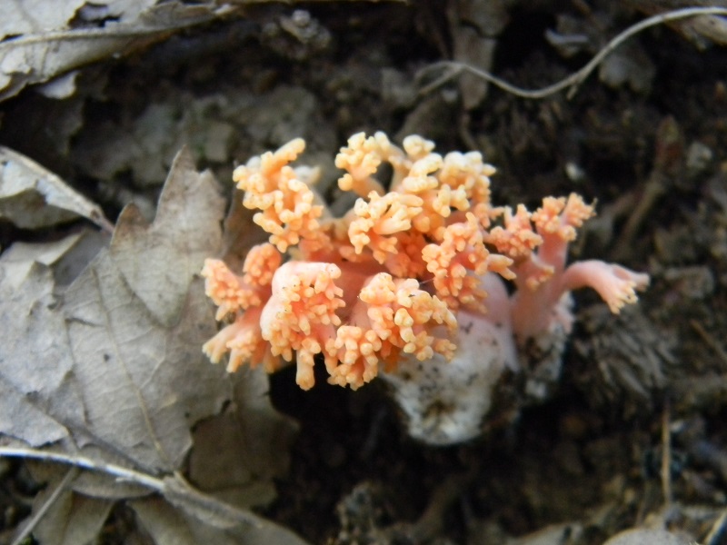 16) Fotogr.il 30.09.2014.sotto Quercia