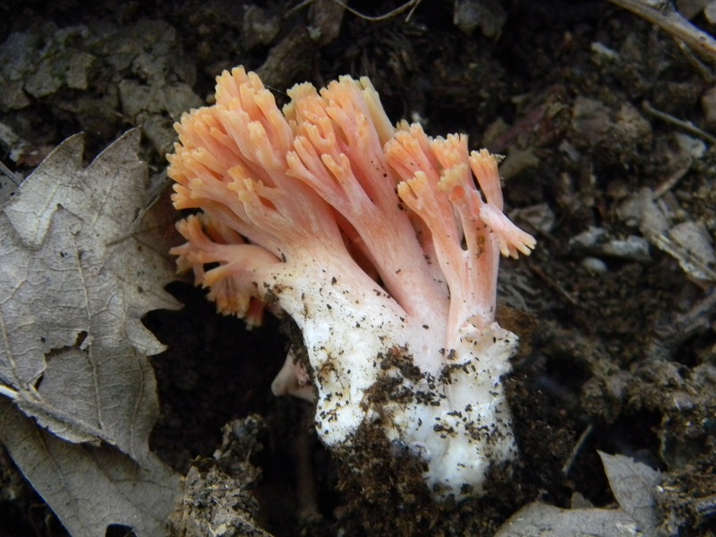 16) Fotogr.il 30.09.2014.sotto Quercia