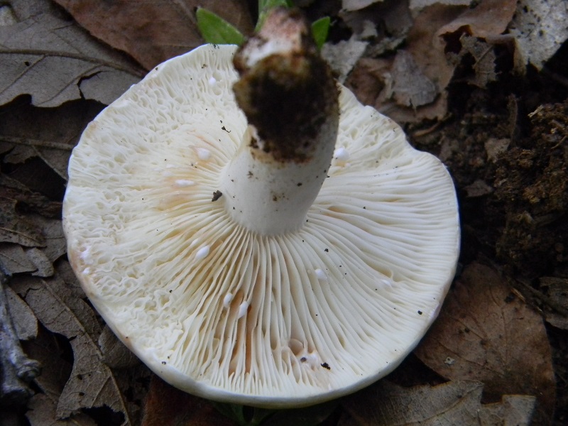 9)Fotogr.il 30.09.2014.sotto Quercia