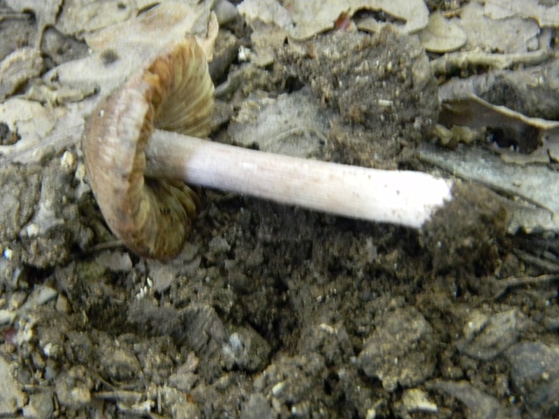 10) Fotogr.il 30.09.2014.sotto Quercia