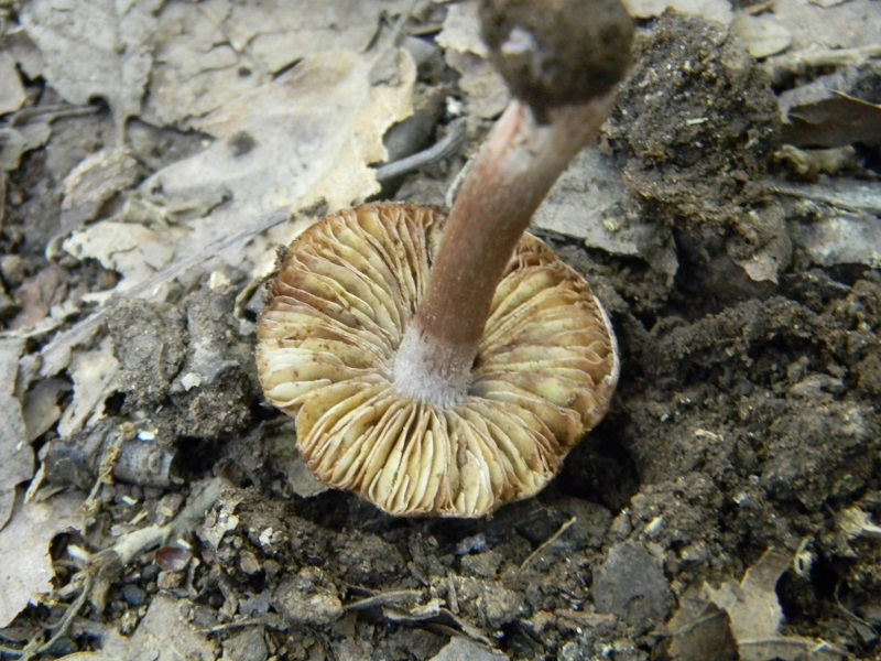 10) Fotogr.il 30.09.2014.sotto Quercia