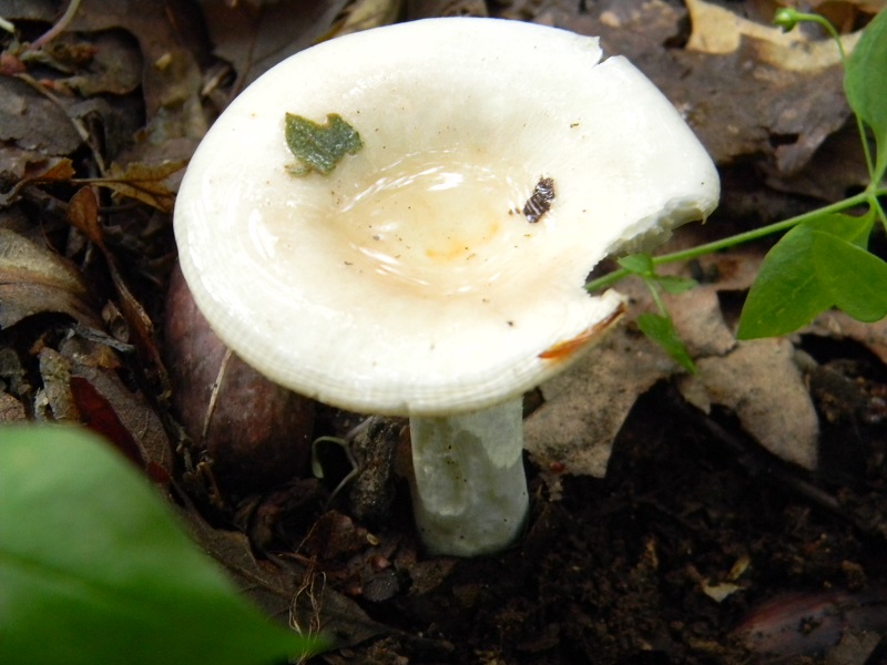 1) Fotogr.il 28.05.2013. sotto Quercia