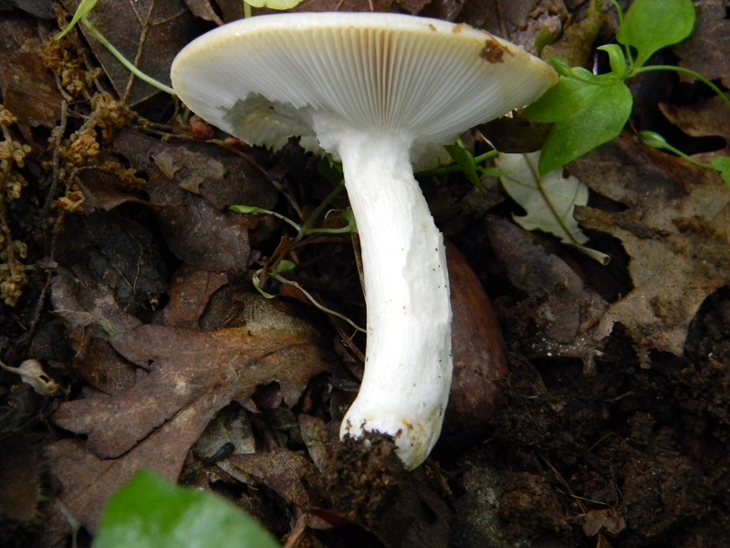 1) Fotogr.il 28.05.2013. sotto Quercia