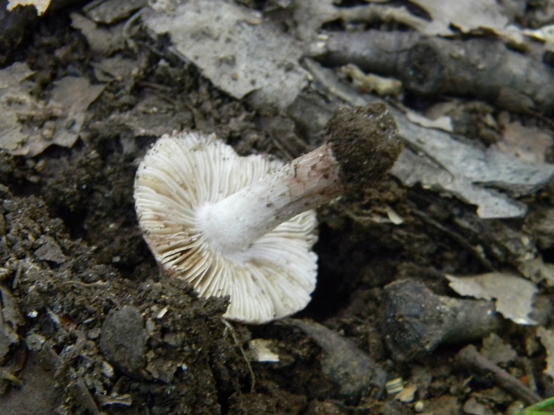 10) Fotogr.il 30.09.2014.sotto Quercia