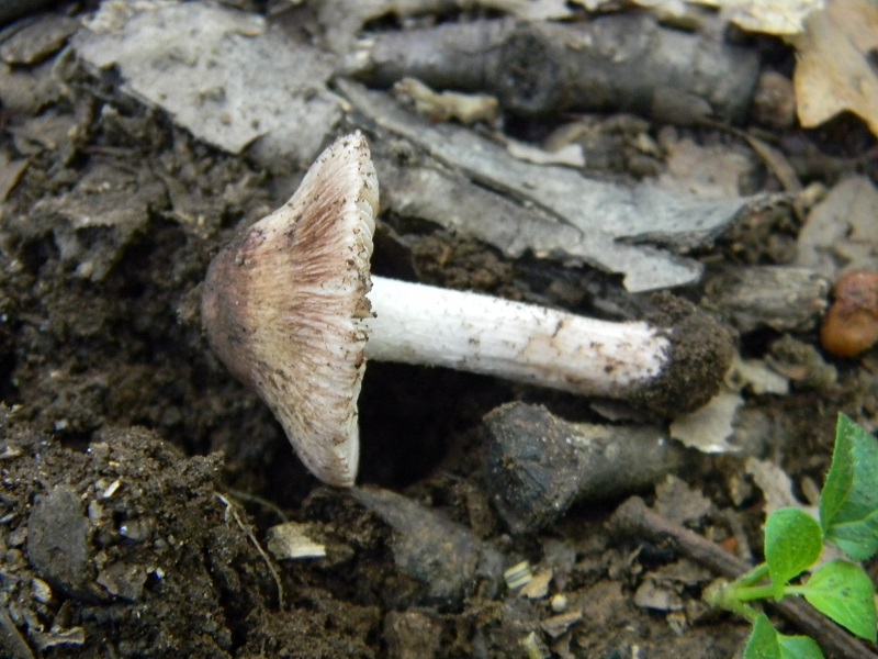 10) Fotogr.il 30.09.2014.sotto Quercia