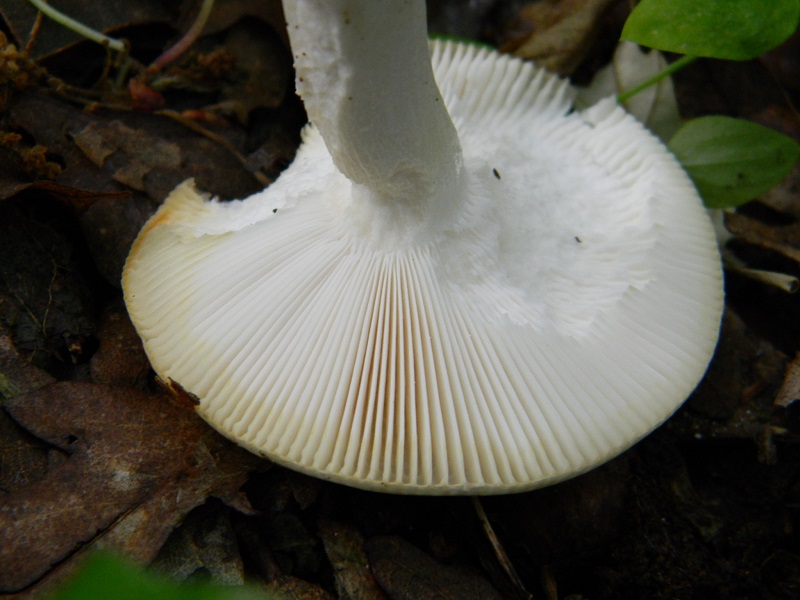 1) Fotogr.il 28.05.2013. sotto Quercia