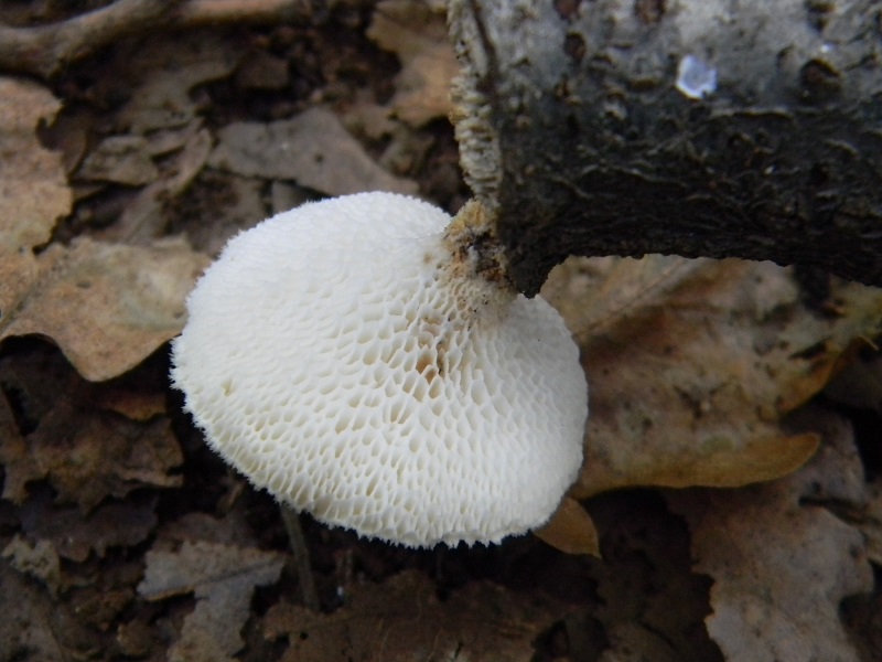 13) Fotogr.il 30.09.2014.sotto Quercia legnicolo