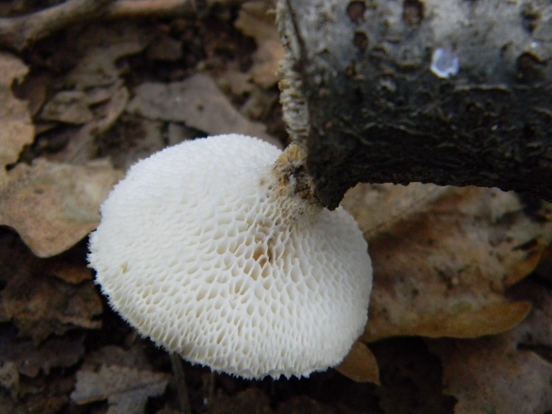 13) Fotogr.il 30.09.2014.sotto Quercia legnicolo