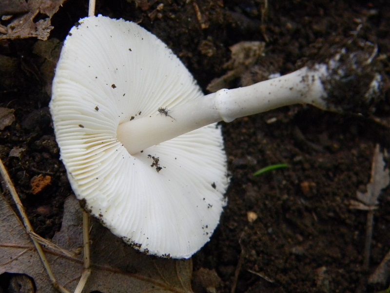 11) Fotogr.il 30.09.2014.sotto Quercia