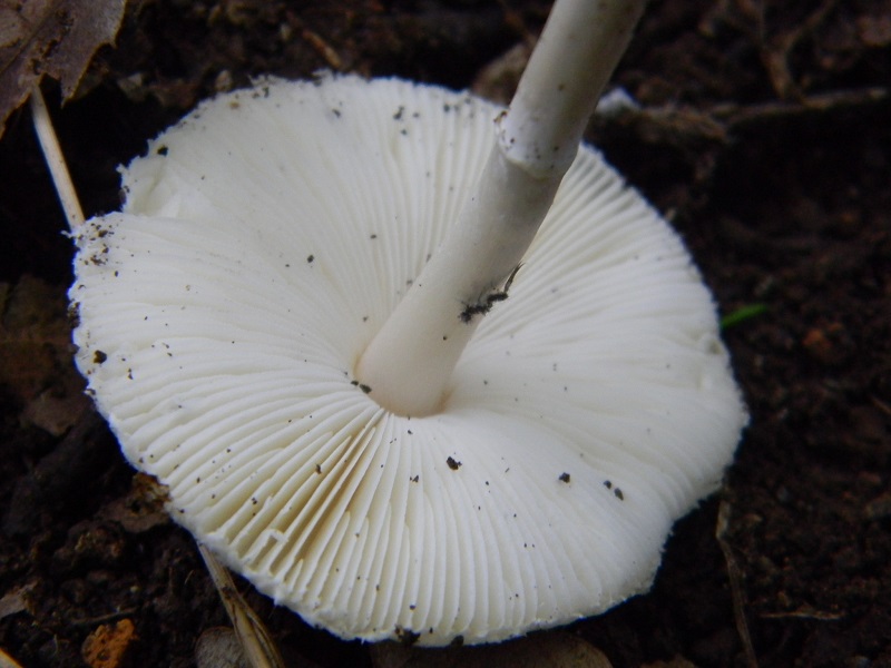 11) Fotogr.il 30.09.2014.sotto Quercia