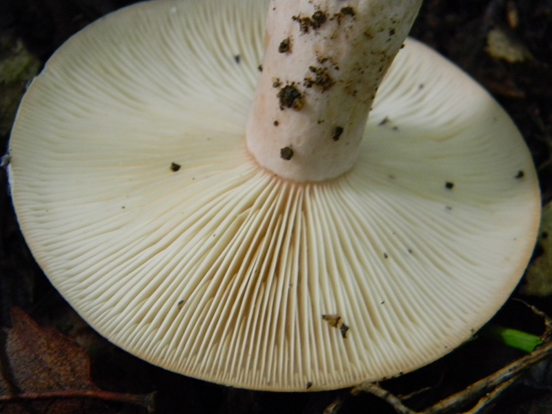 5) Fotogr.il 28.05.2013. sotto Quercia