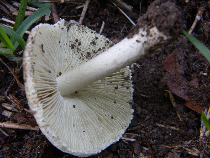 15) Fotogr.il 30.09.2014.sotto Quercia