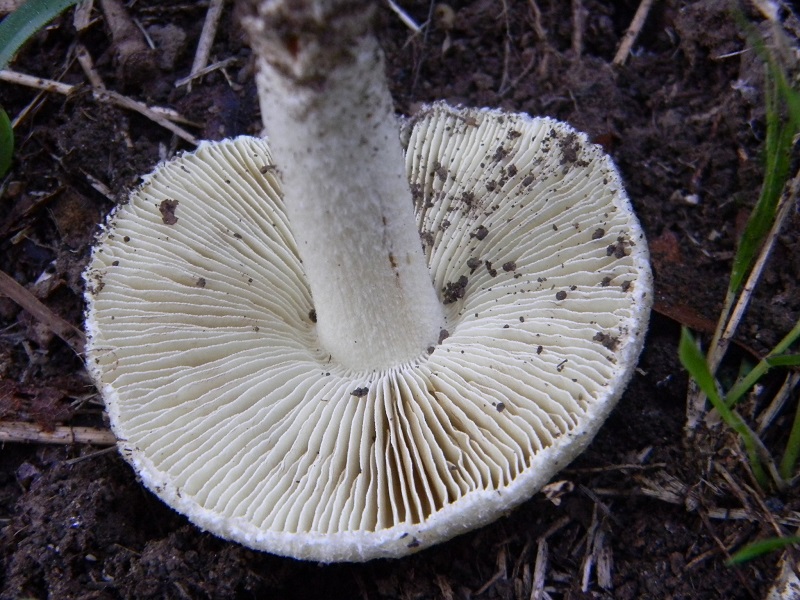 15) Fotogr.il 30.09.2014.sotto Quercia