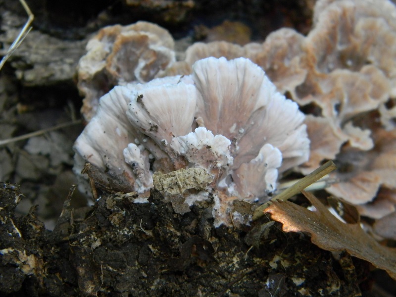 14) Fotogr.il 30.09.2014.sotto Quercia legnicolo