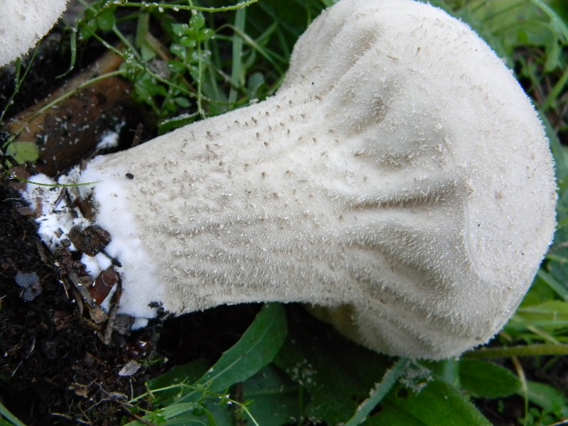 2)Fotogr. il 17.11.2012. sotto pineta marina con Leccio